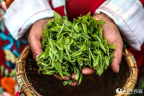 墨脫小茶葉變身致富金葉子 一片綠葉撬動(dòng)深山經(jīng)濟(jì)